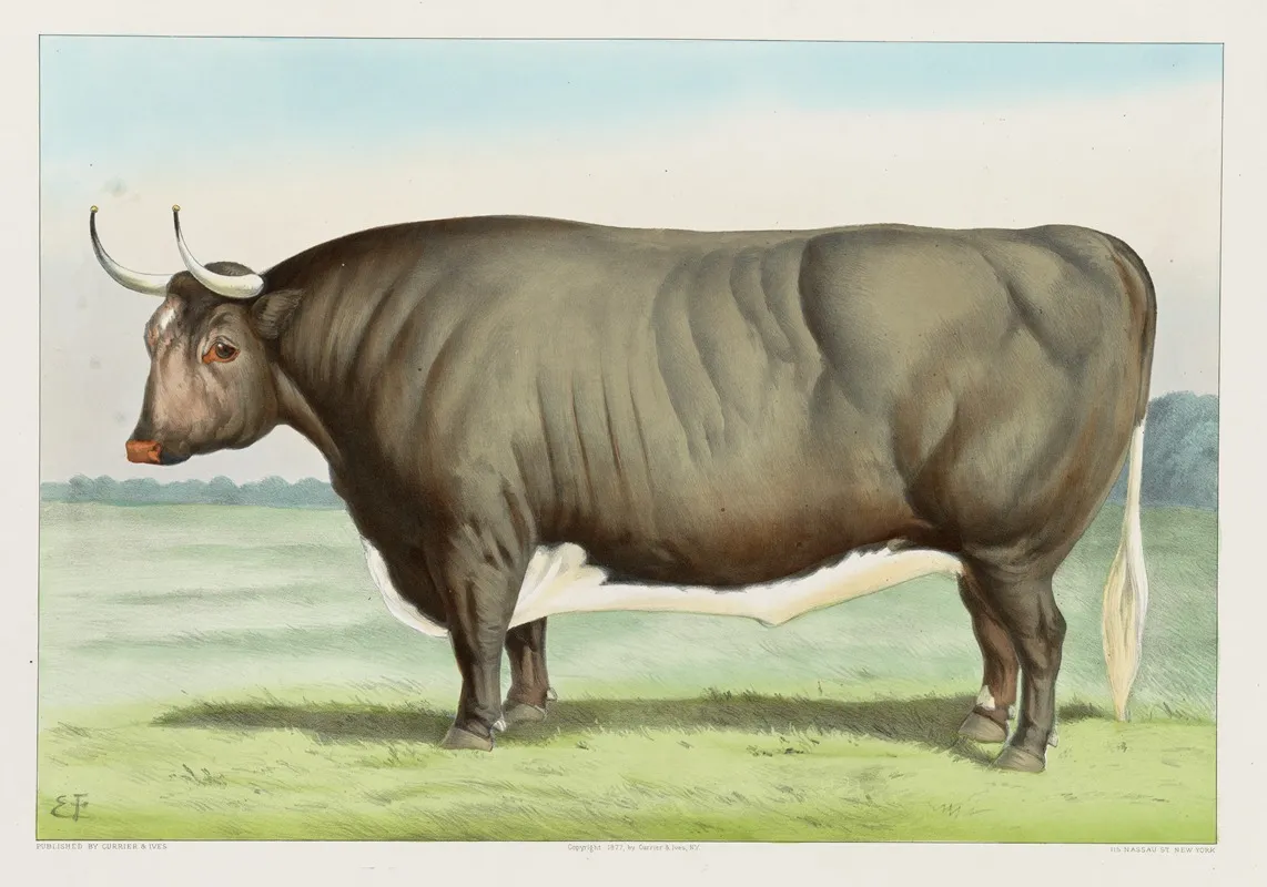 The Champion Steer Of The World Owned And Fattened By George Ayrault Pokeepsie N Y