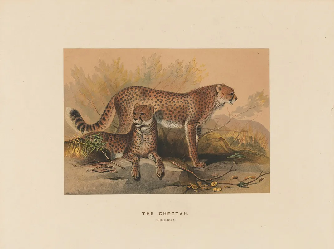 The Cheetah 2 Wall Art by Joseph Wolf - High-Resolution Digital Print