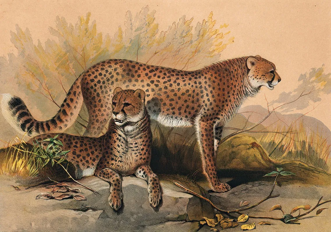 The Cheetah Wall Art by Joseph Wolf - High-Resolution Digital Print