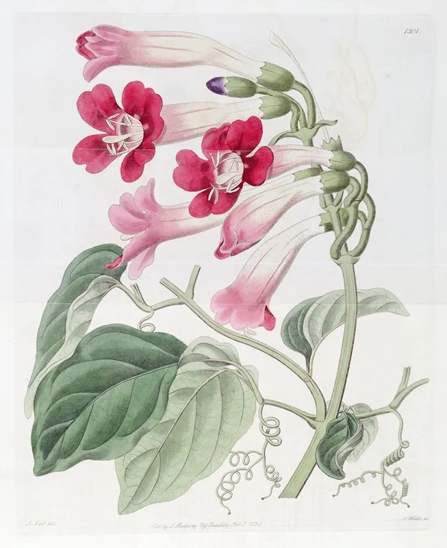 The Cherere Bignonia Wall Art by Sydenham Edwards - High-Resolution Digital Print