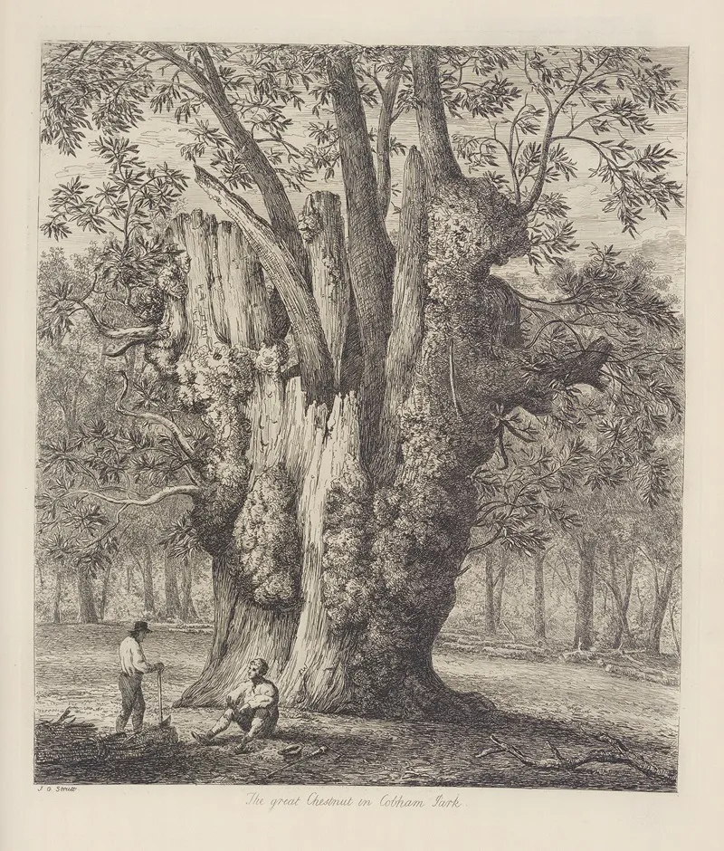 The Chesnut Tree Called The Four Sisters Wall Art by Jacob George Strutt - High-Resolution Digital Print