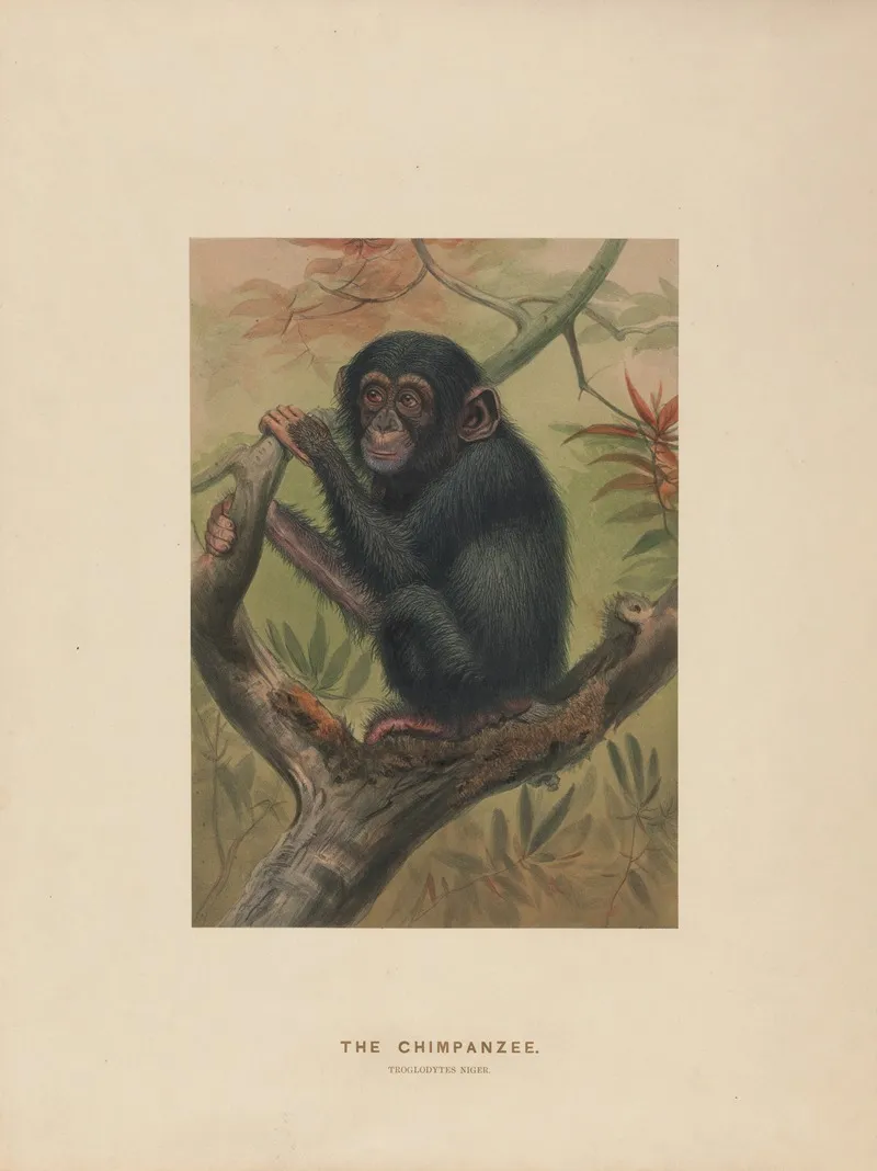 The Chimpanzee 2 Wall Art by Joseph Wolf - High-Resolution Digital Print