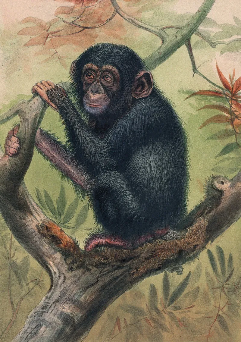 The Chimpanzee Wall Art by Joseph Wolf - High-Resolution Digital Print
