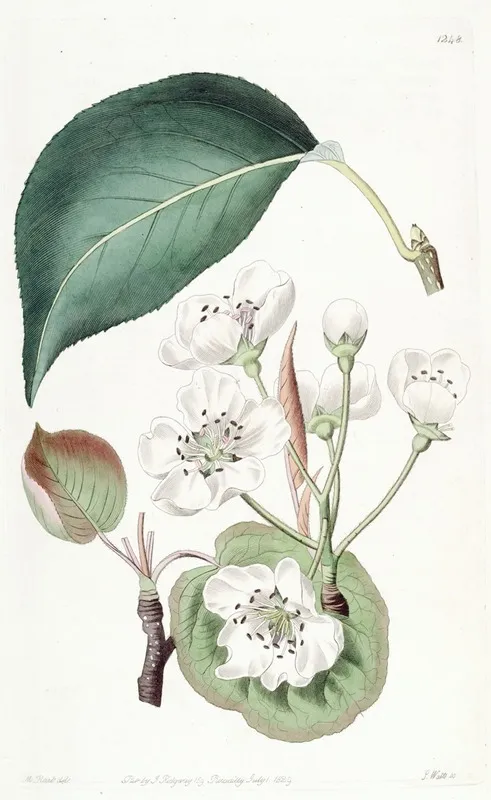 The Chinese Pear Wall Art by Sydenham Edwards - High-Resolution Digital Print