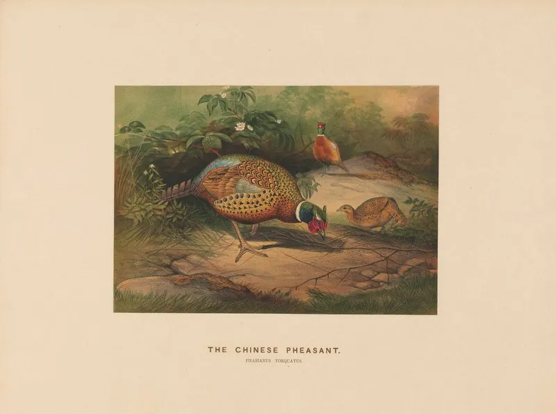 The Chinese Pheasant 2 Wall Art by Joseph Wolf - High-Resolution Digital Print