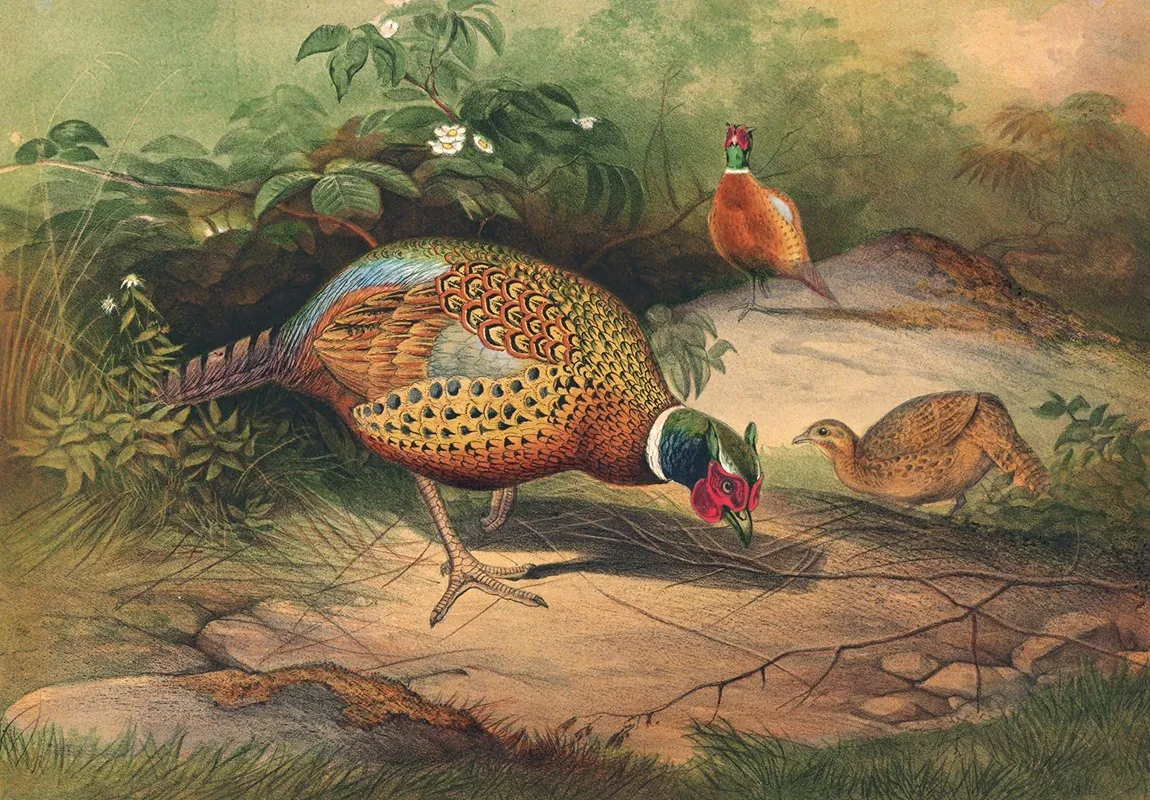The Chinese Pheasant Wall Art by Joseph Wolf - High-Resolution Digital Print