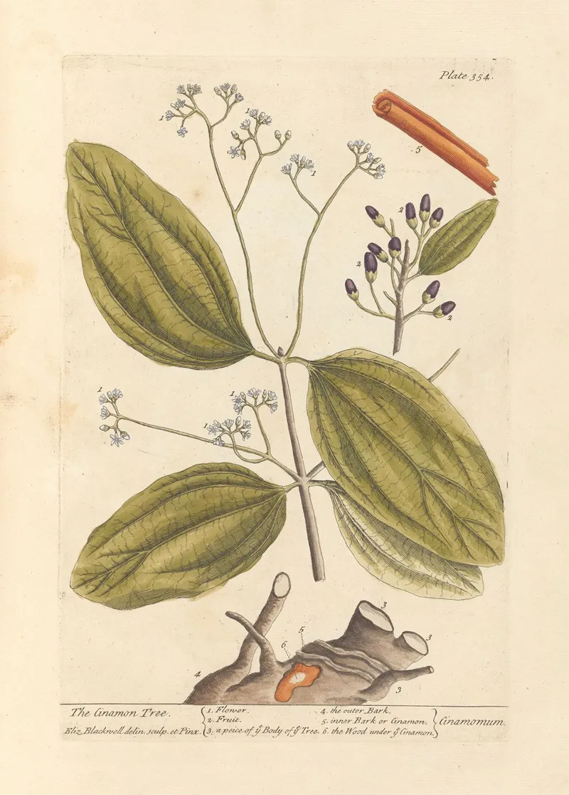 The Cinamon Tree Wall Art by Elizabeth Blackwell - High-Resolution Digital Print