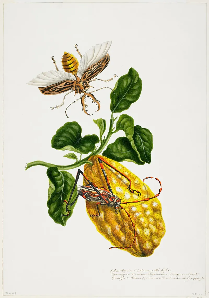 The Citron And Insects Wall Art by Priscilla Susan Bury - High-Resolution Digital Print