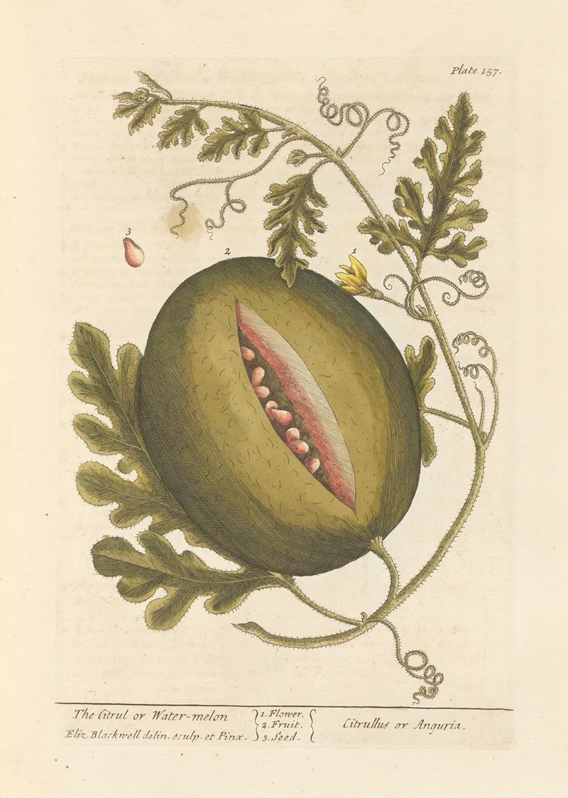 The Citrul Or Water Melon Wall Art by Elizabeth Blackwell - High-Resolution Digital Print