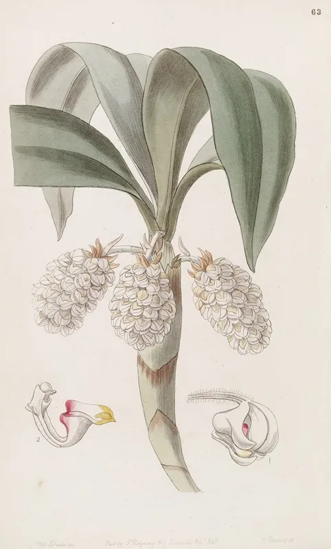 The Close Headed Woolwort 2 Wall Art by Sydenham Edwards - High-Resolution Digital Print