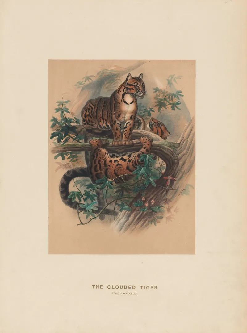 The Clouded Tiger 2 Wall Art by Joseph Wolf - High-Resolution Digital Print