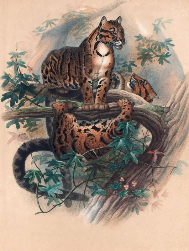 The Clouded Tiger Wall Art by Joseph Wolf - High-Resolution Digital Print