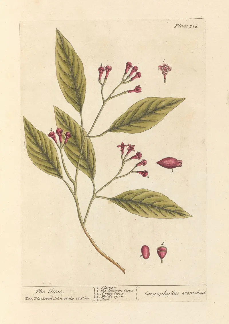 The Clove Wall Art by Elizabeth Blackwell - High-Resolution Digital Print