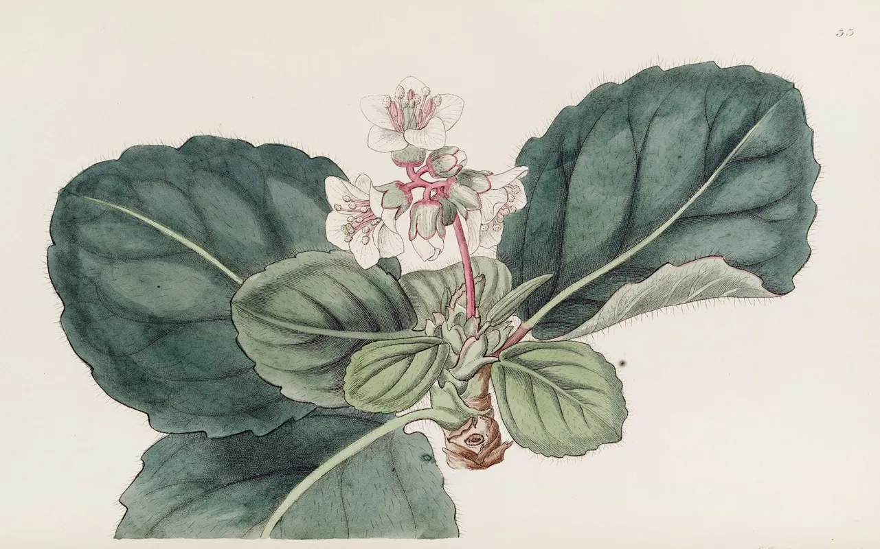The Coarse Fringed Indian Saxifrage Wall Art by Sydenham Edwards - High-Resolution Digital Print