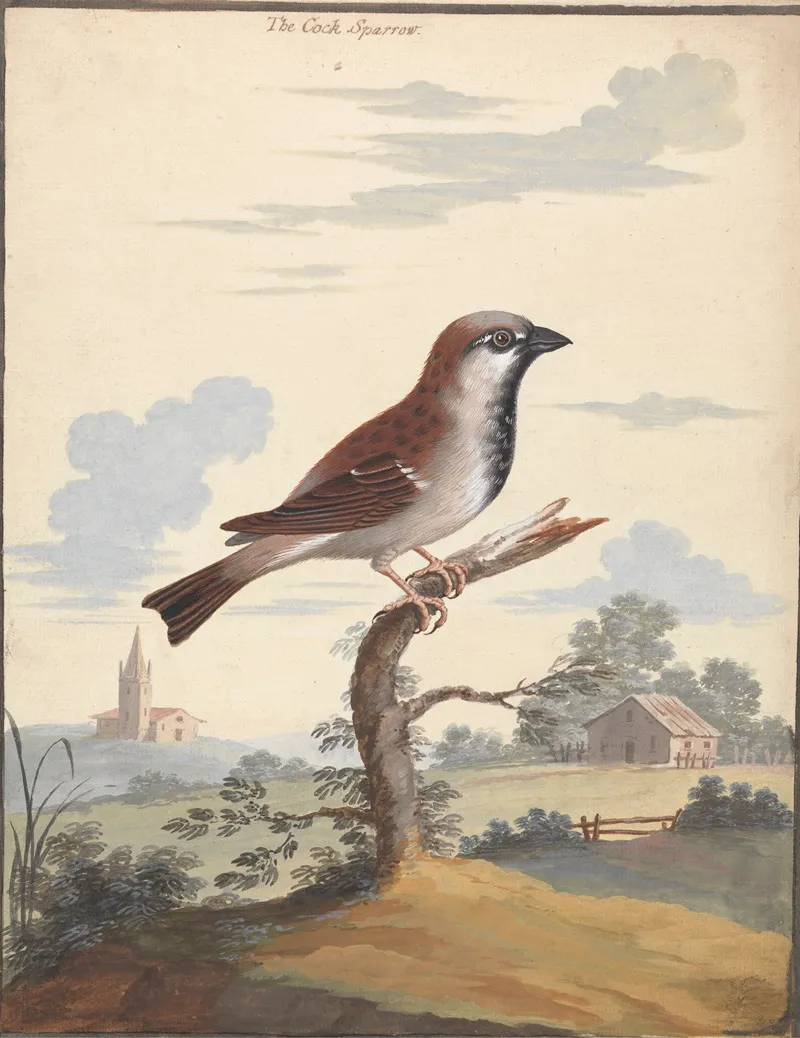 The Cock Sparrow Wall Art by George Edwards - High-Resolution Digital Print