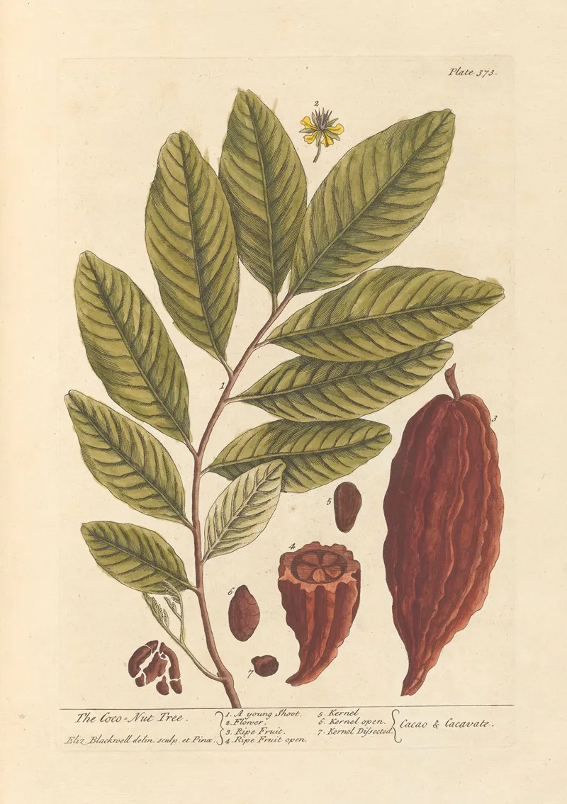 The Coco Nut Tree Wall Art by Elizabeth Blackwell - High-Resolution Digital Print
