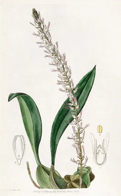 The Cocoa Nut Bolbophyllum Wall Art by Sydenham Edwards - High-Resolution Digital Print