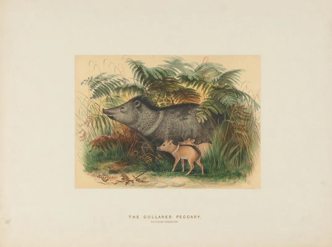 The Collared Peccary 2 Wall Art by Joseph Wolf - High-Resolution Digital Print