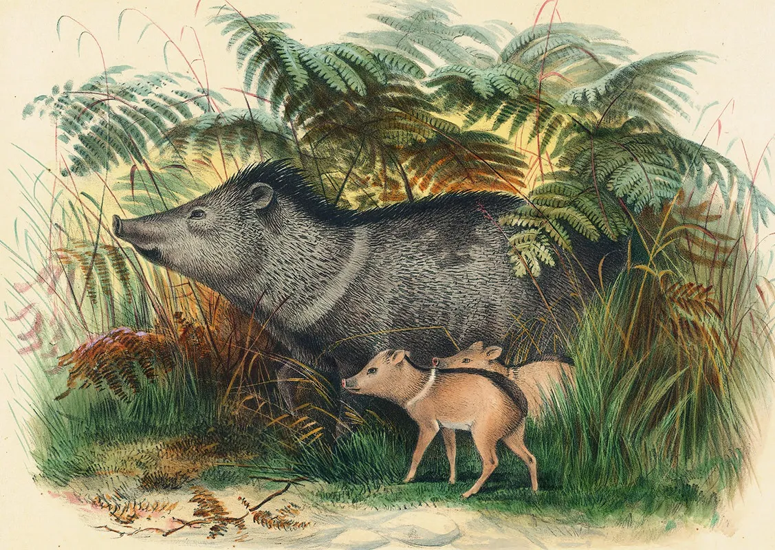 The Collared Peccary Wall Art by Joseph Wolf - High-Resolution Digital Print