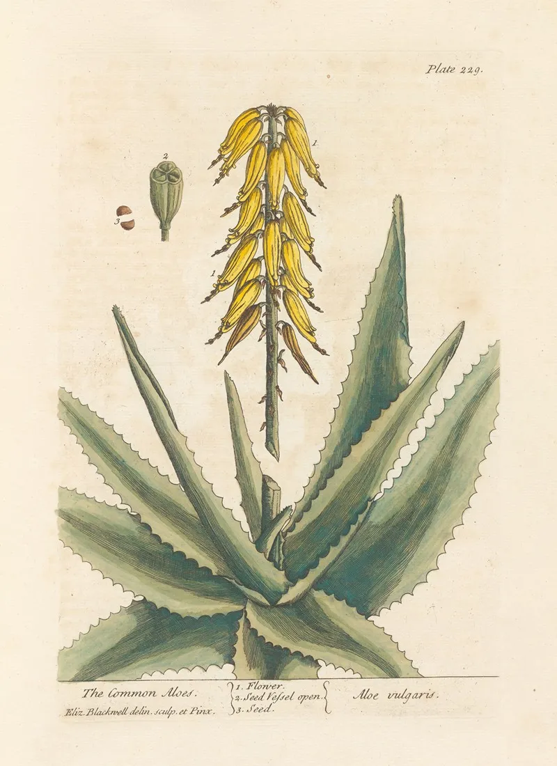 The Common Aloes Wall Art by Elizabeth Blackwell - High-Resolution Digital Print
