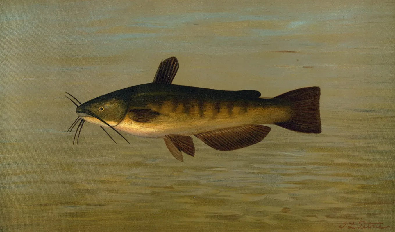 The Common Bullhead Or Horned Pout Amiurus Nebulosus Wall Art by John L. Petrie - High-Resolution Digital Print