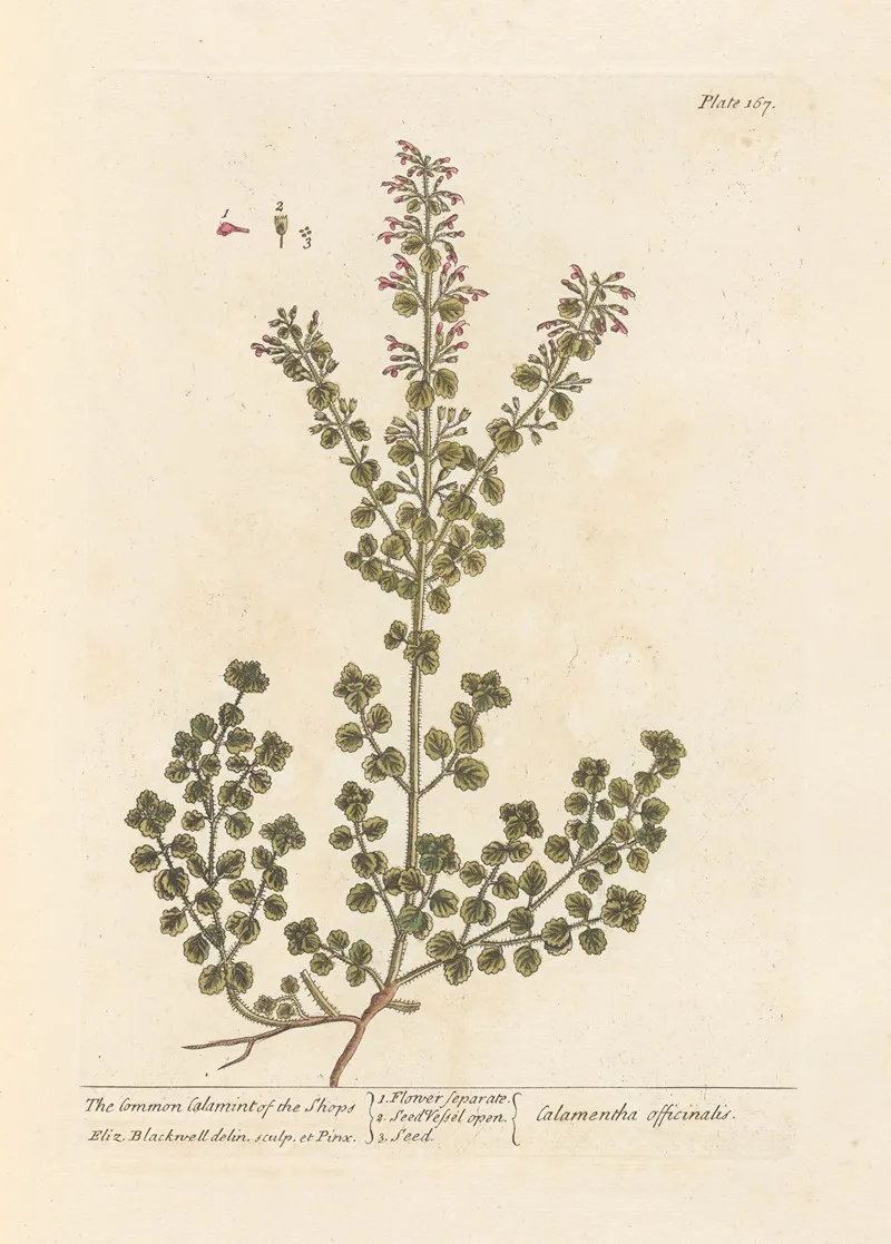 The Common Calamint Of The Shops Wall Art by Elizabeth Blackwell - High-Resolution Digital Print