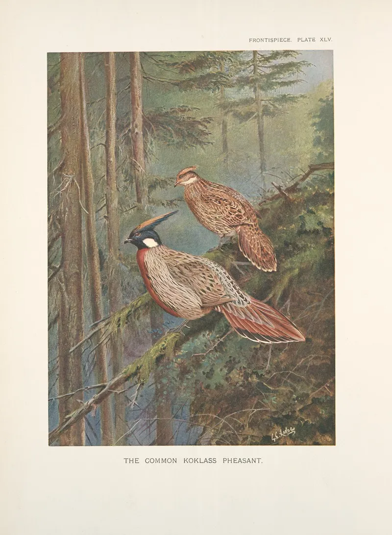 The Common Koklass Pheasants Pucrasia Macrolopha Macrolopha Wall Art by George Edward Lodge - High-Resolution Digital Print