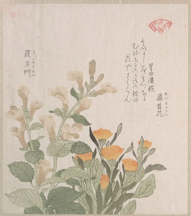 The Common Marigold And The Rajoman Flowers