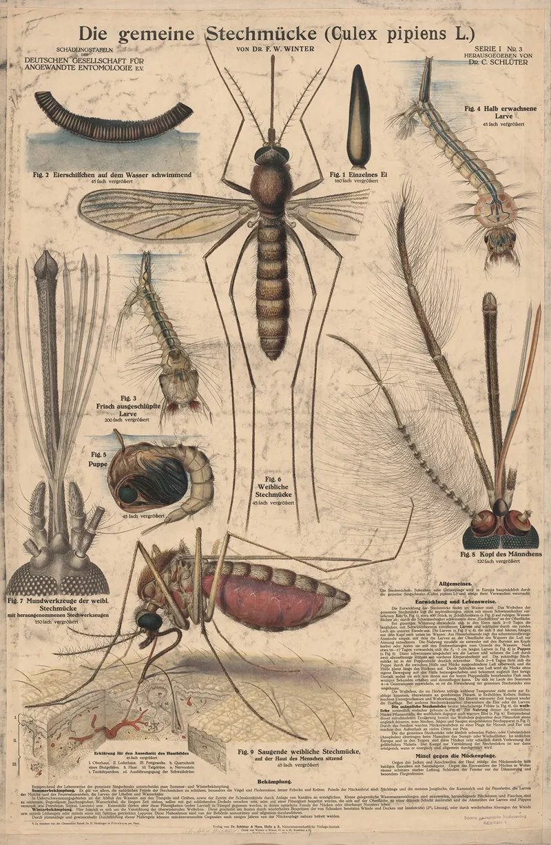 The Common Mosquito Culex Pipiens L Wall Art by Dr. F.W. Winter - High-Resolution Digital Print