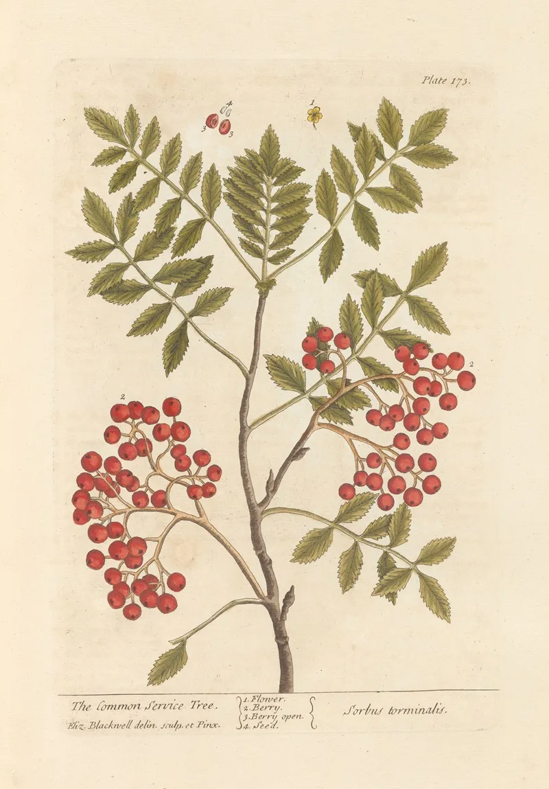 The Common Service Tree Wall Art by Elizabeth Blackwell - High-Resolution Digital Print