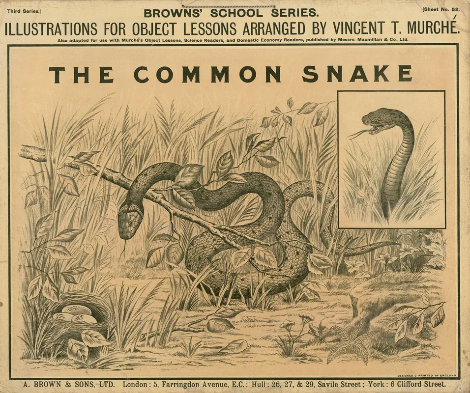 The Common Snake Wall Art by Vincent T. Murché - High-Resolution Digital Print