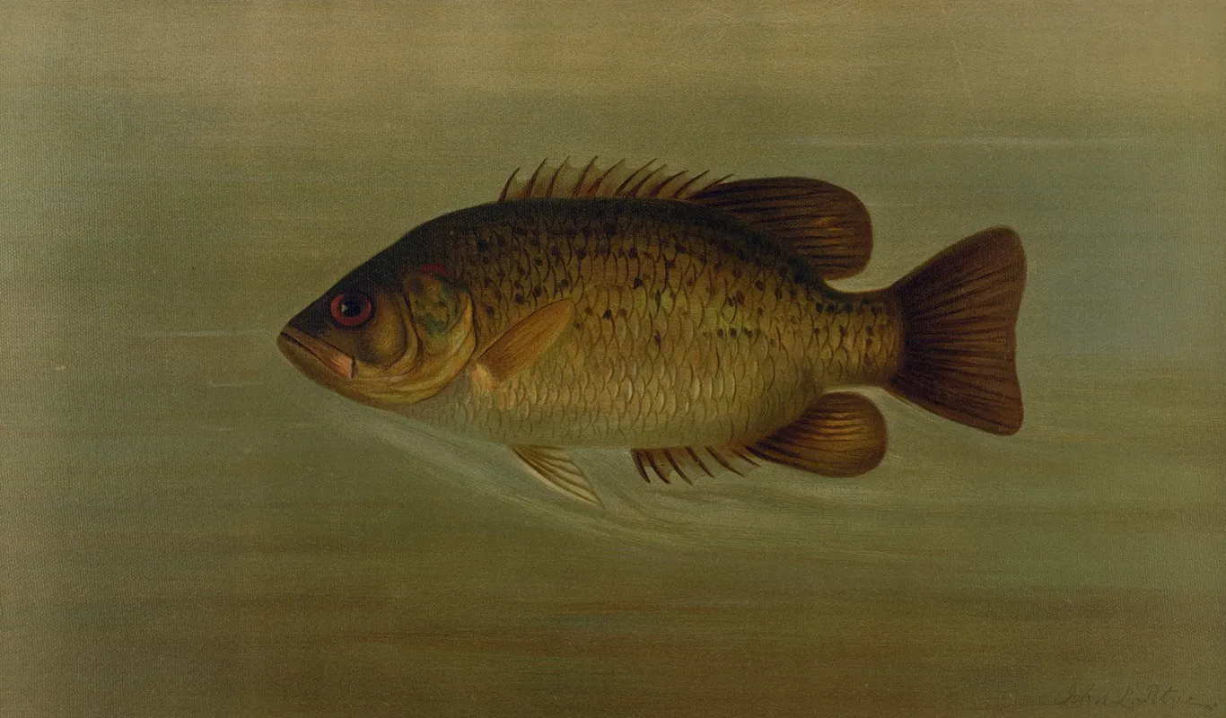 The Common Sunfish Eupomotis Gibbosus Wall Art by John L. Petrie - High-Resolution Digital Print