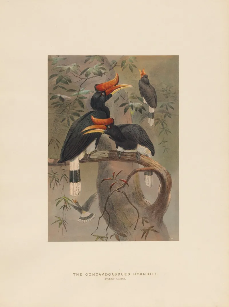 The Concave Casqued Hornbill 2 Wall Art by Joseph Wolf - High-Resolution Digital Print