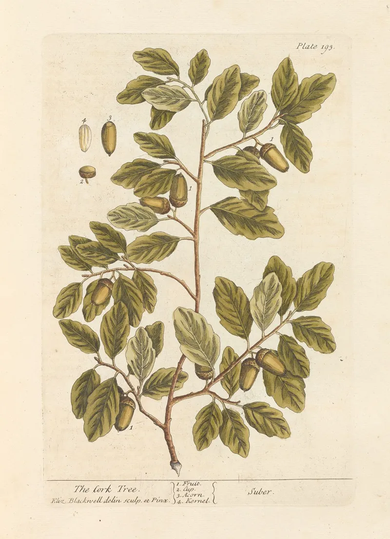 The Cork Tree Wall Art by Elizabeth Blackwell - High-Resolution Digital Print