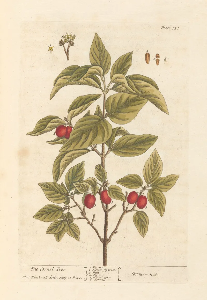 The Cornel Tree Wall Art by Elizabeth Blackwell - High-Resolution Digital Print