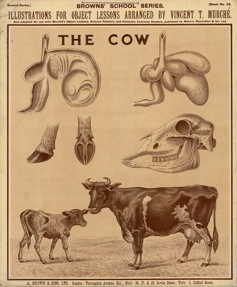 The Cow 2 Wall Art by Vincent T. Murché - High-Resolution Digital Print