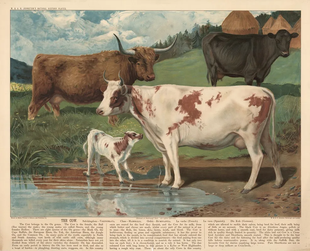 The Cow 3