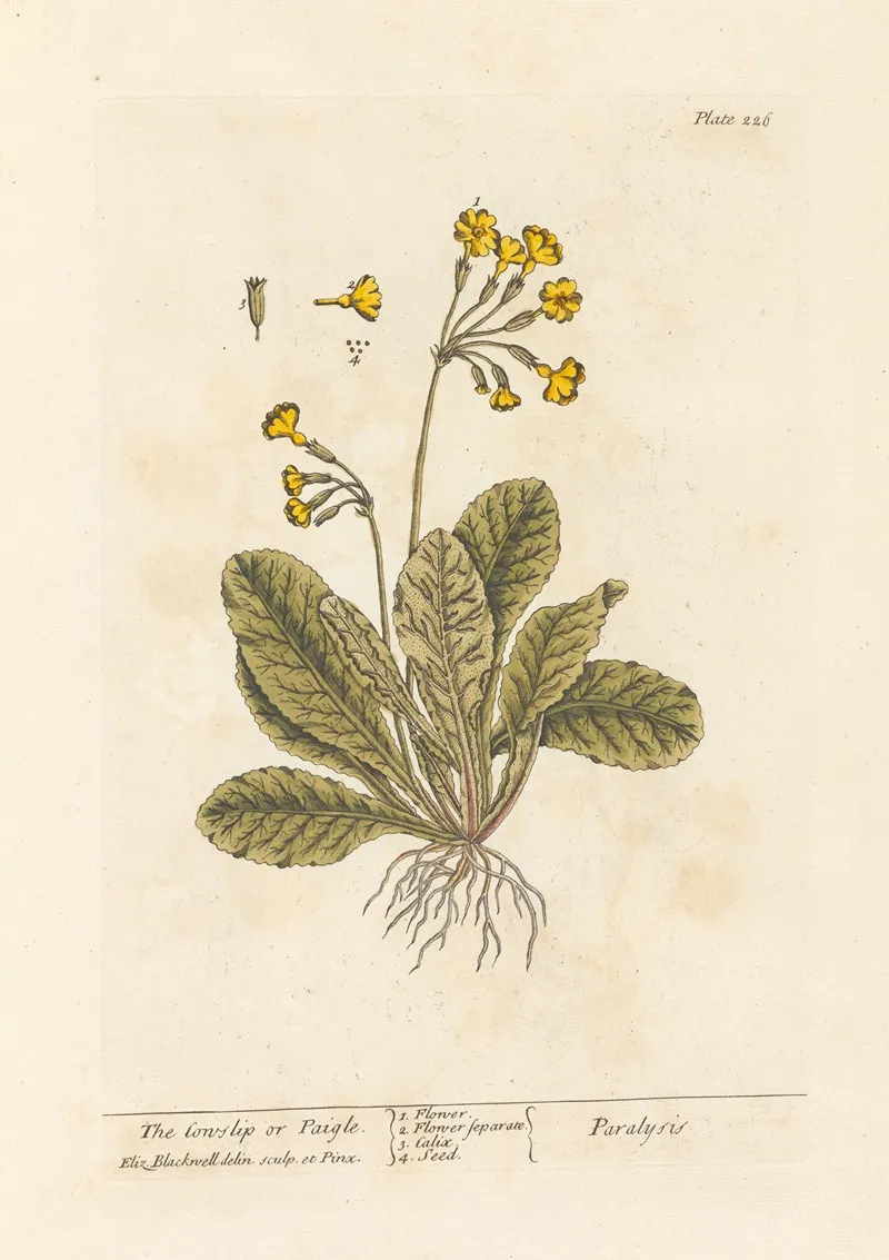 The Cowslip Or Paigle Wall Art by Elizabeth Blackwell - High-Resolution Digital Print