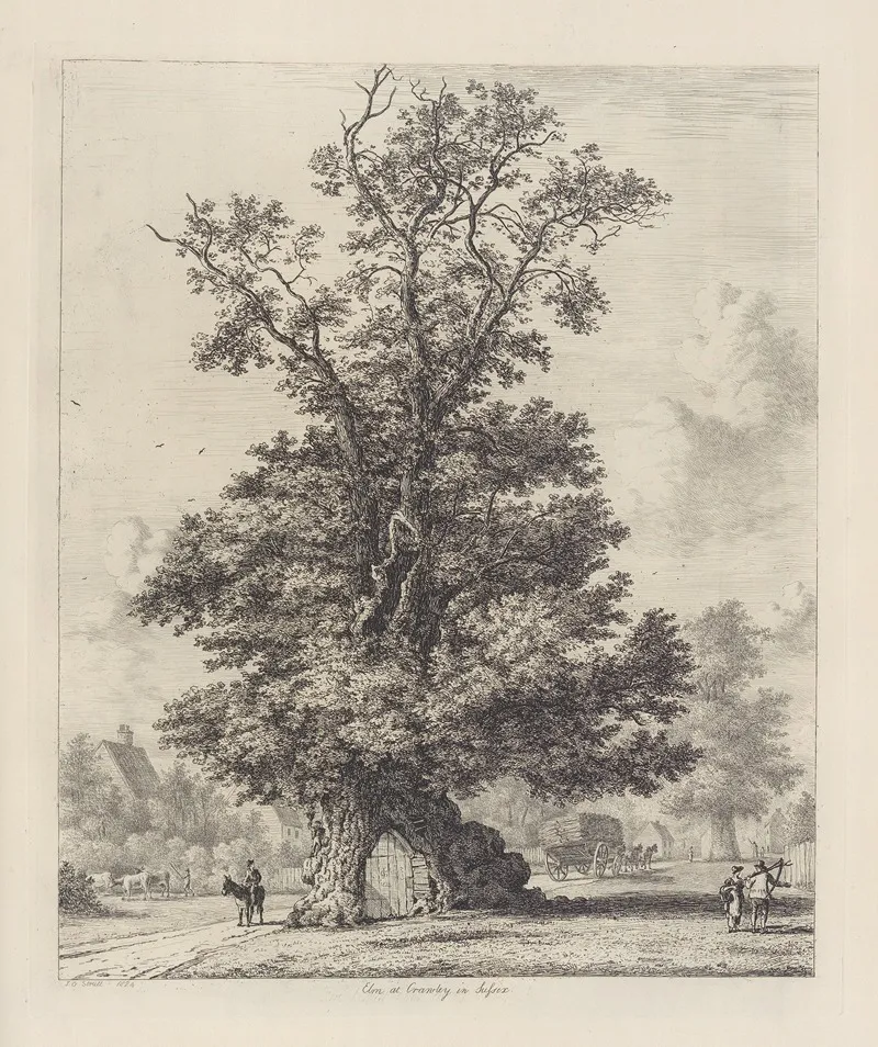 The Crawley Elm Wall Art by Jacob George Strutt - High-Resolution Digital Print