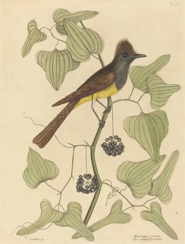 The Crested Flycatcher Muscicapa Cristata Wall Art by Mark Catesby - High-Resolution Digital Print