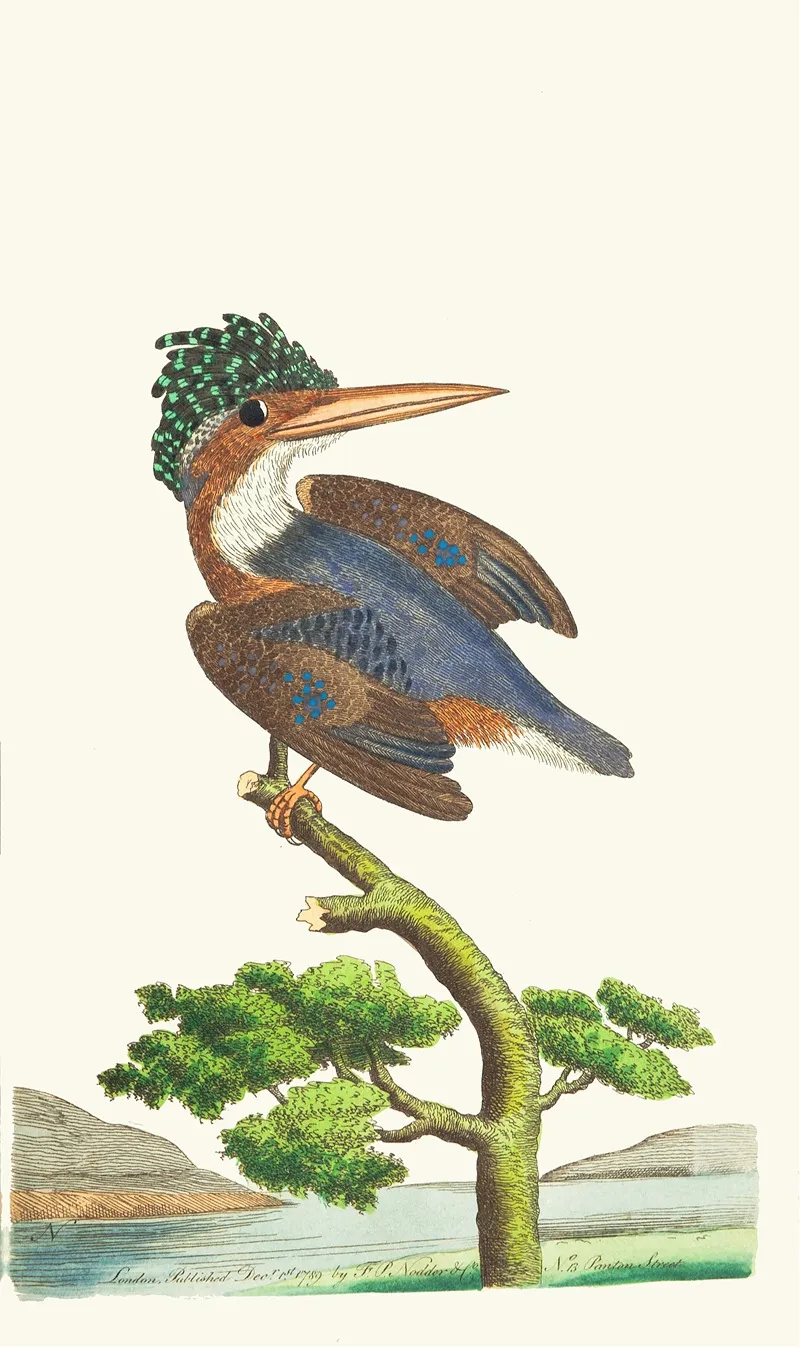 The Crested Kingfisher Wall Art by George Shaw - High-Resolution Digital Print