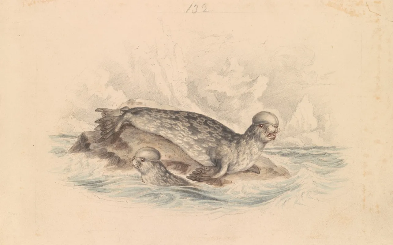 The Crested Seal Wall Art by James Stewart - High-Resolution Digital Print