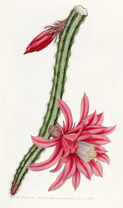 The Crimson Creeping Cereus Wall Art by Sydenham Edwards - High-Resolution Digital Print