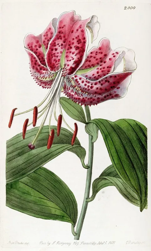 The Crimson Japan Lily Wall Art by Sydenham Edwards - High-Resolution Digital Print