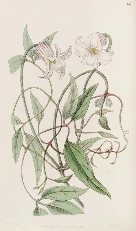 The Crisp Flowered Clematis Wall Art by Sydenham Edwards - High-Resolution Digital Print