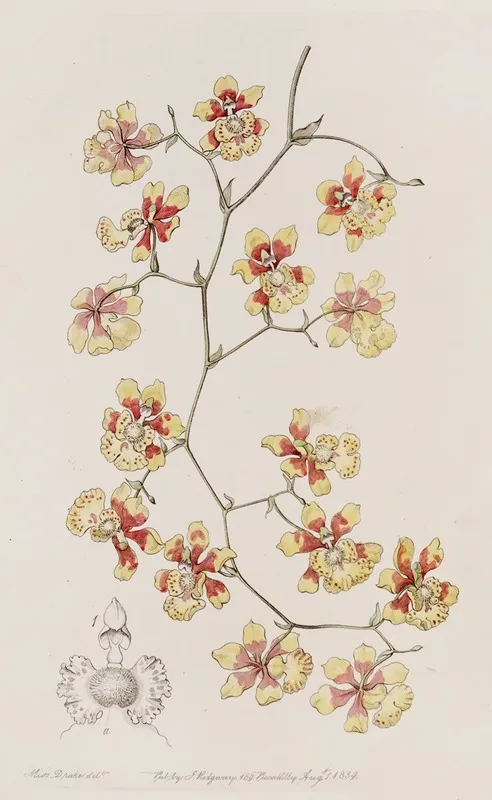 The Cushion Oncidium Wall Art by Sydenham Edwards - High-Resolution Digital Print