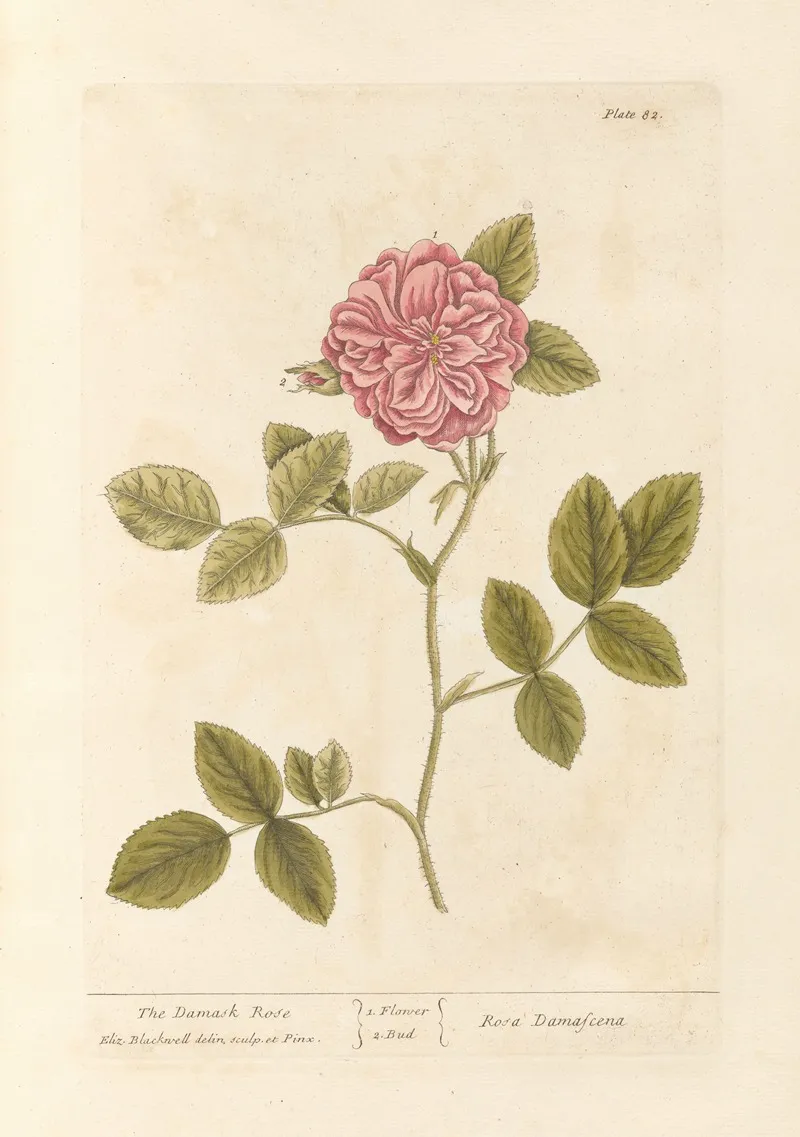 The Damask Rose Wall Art by Elizabeth Blackwell - High-Resolution Digital Print