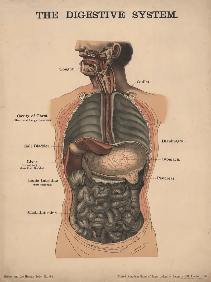 The Digestive System Wall Art by Charles Wakely - High-Resolution Digital Print