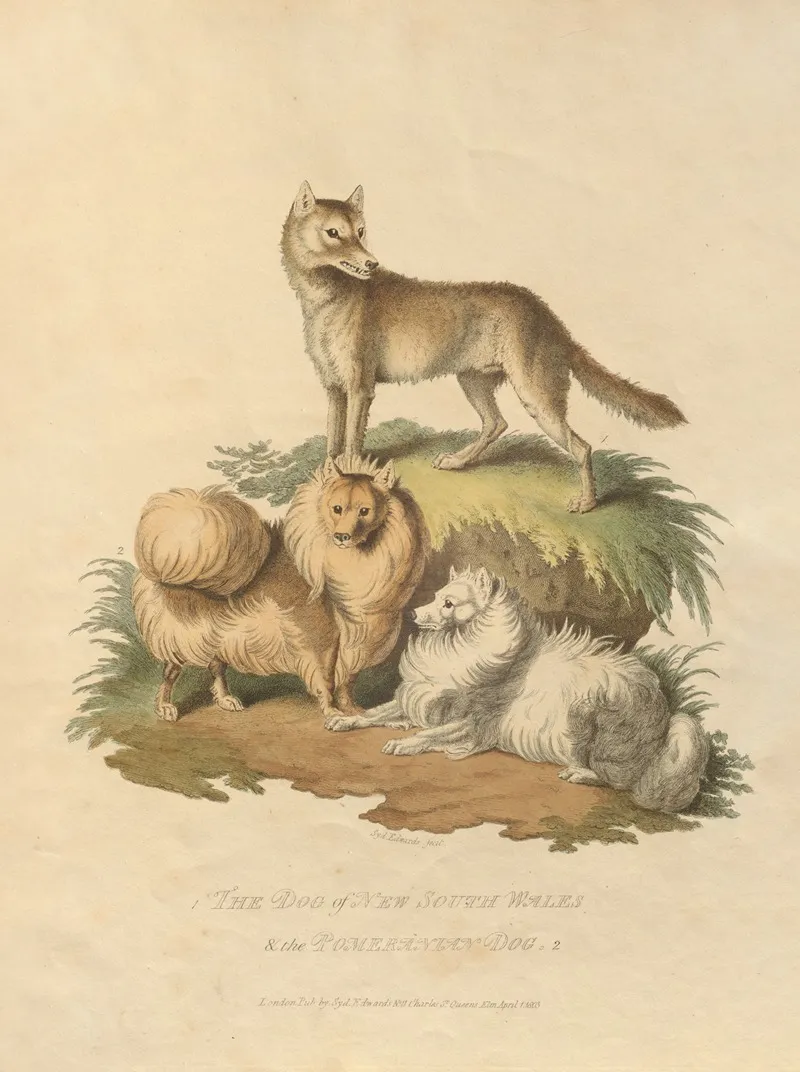 The Dog Of New South Wales And The Pomeranian Dog Wall Art by Sydenham Edwards - High-Resolution Digital Print