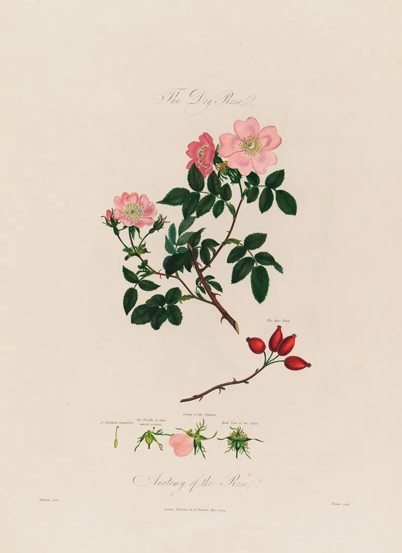 The Dog Rose Anatomy Of The Rose Wall Art by Robert John Thornton - High-Resolution Digital Print